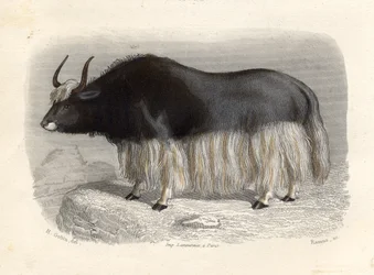 La mucca tartara, incisa da E. Ramus